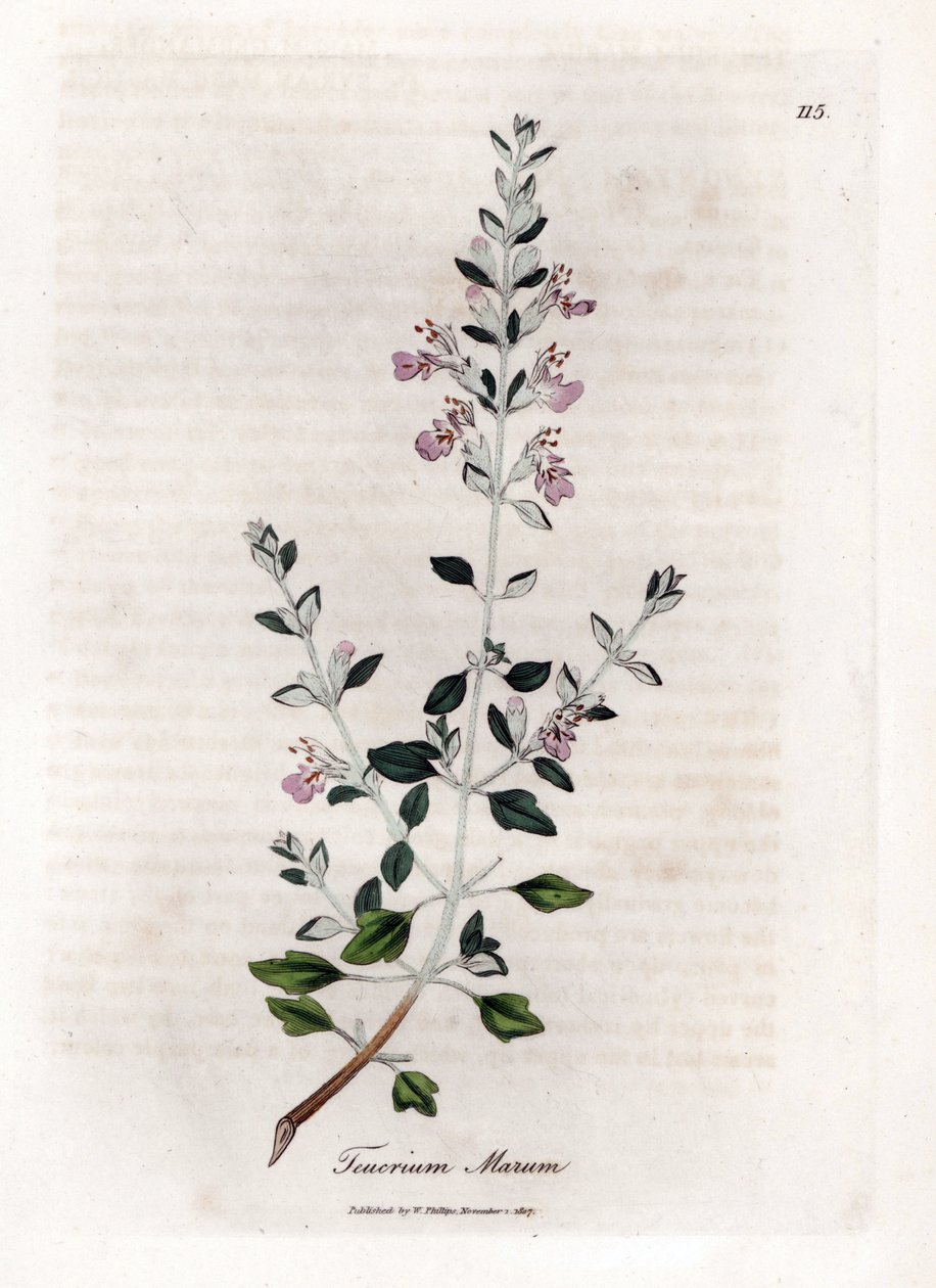 Germandree marum neboli germandree koček - Kočičí tymián, Teucrium marum. Ručně kolorovaná mědirytina z botanické ilustrace Jamese Sowerbyho z Williama Woodvilla a Sira Williama Jacksona Hookera "" Medical Botany "," John Bohn, Londýn od James Sowerby