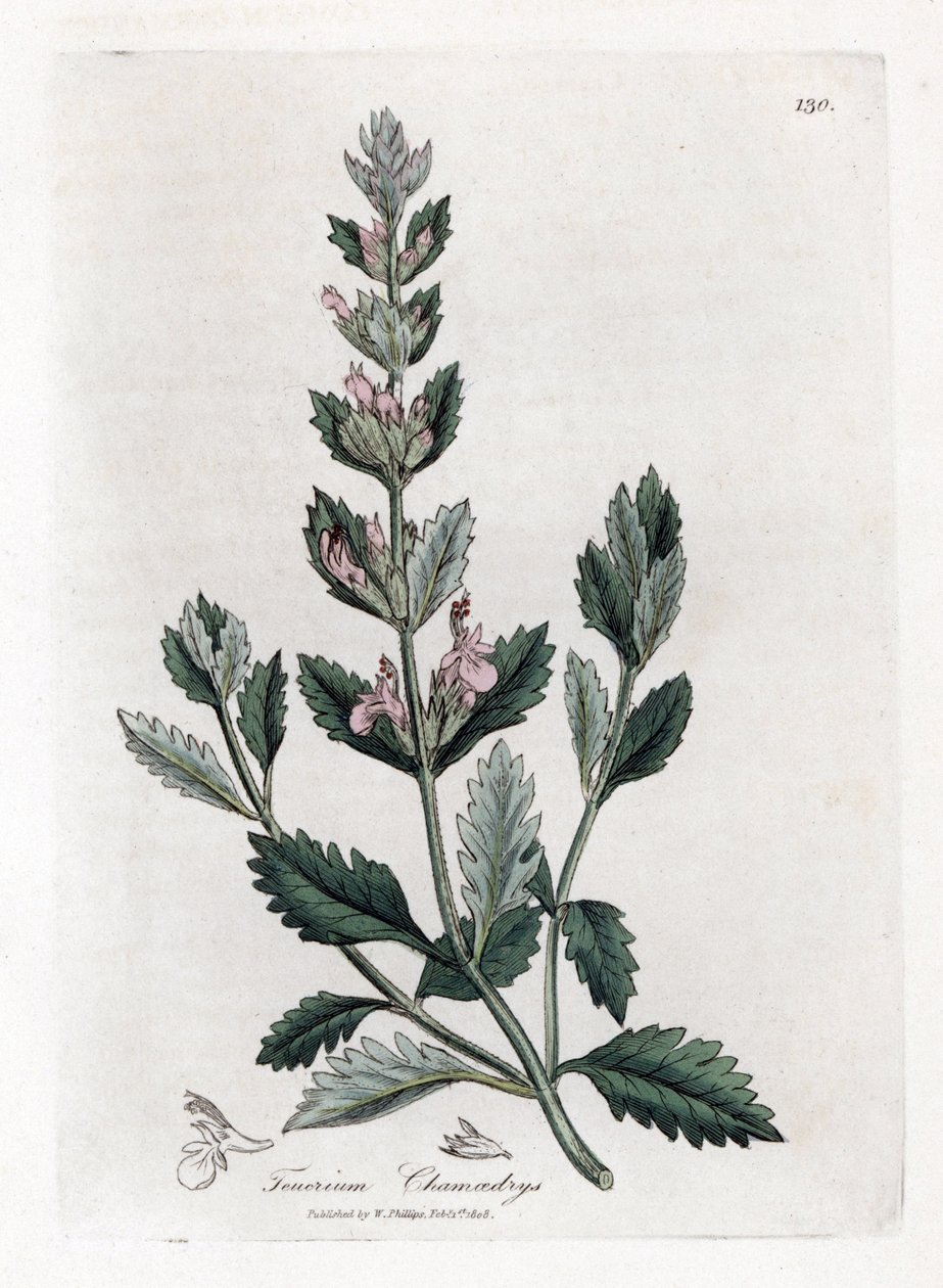 Germandree Petit Oak - obyčejný záře, Teucrium Chamaedrys. Ruční gravírování měděné desky z botanické ilustrace Jamese Sowerbyho z Williama Woodville a „lékařské botaniky sira Williama Jacksona Hookera“, „John Bohn, Londýn od James Sowerby