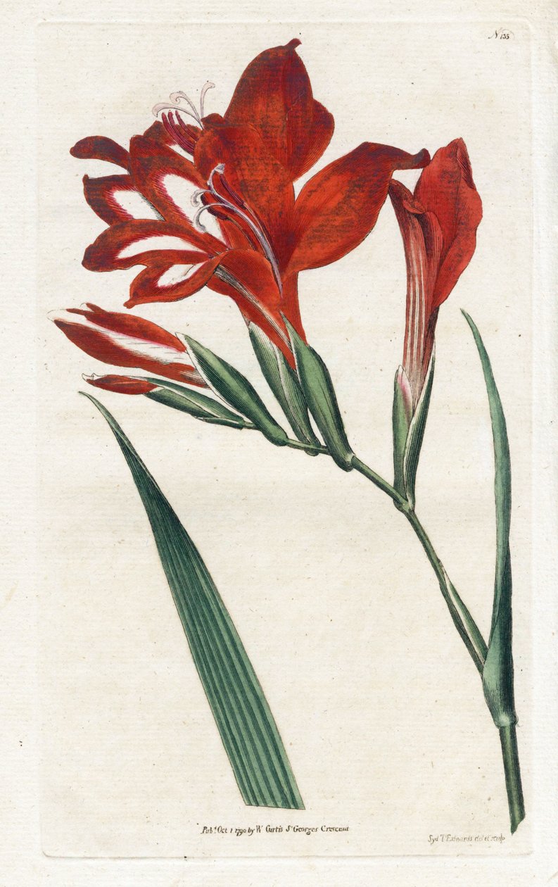 Glaieul kardinál - Litografie od Jamese Sowerbyho (1757-1822), z Botanical Magazine od Williama Curtise (1746-1799) od James Sowerby