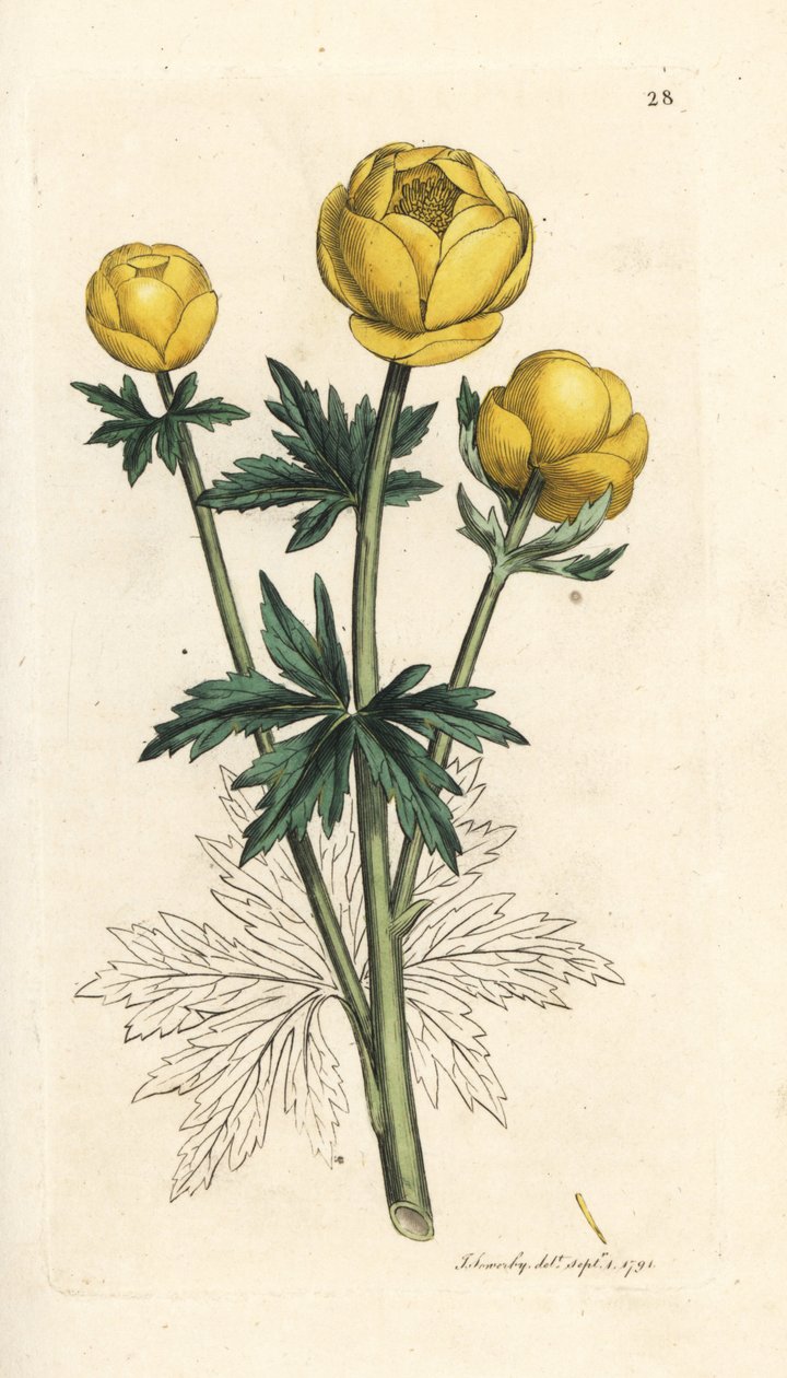 Zeměkoule, Trollius europaeus. Ručně kolorovaná mědirytina podle ilustrace Jamese Sowerbyho z James Smith