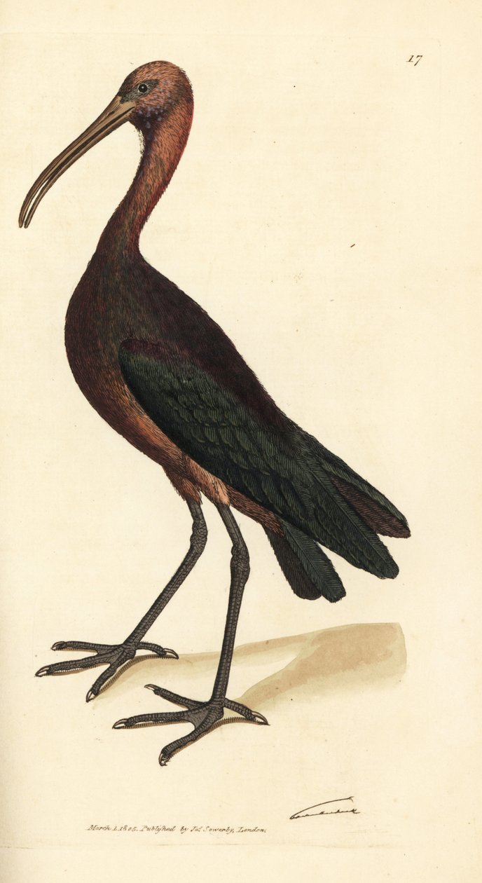 Ibis lesklý, Plegadis falcinellus (ibis hnědý, Tantalus falcinellus). Ručně kolorovaná mědirytina od Jamese Sowerbyho z The British Miscellany nebo Barevné figurky nových, vzácných nebo málo známých zvířecích předmětů. od James Sowerby