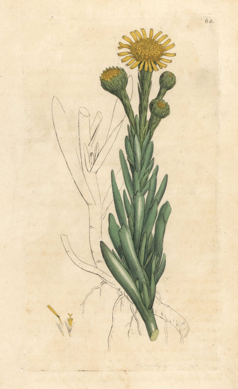 Zlatý samfír, Limbarda crithmoides (blešák samfírový, Inula crithmoides) Ručně kolorovaná mědirytina podle ilustrace Jamese Sowerbyho z anglické botaniky Jamese Smithe, Londýn od James Sowerby