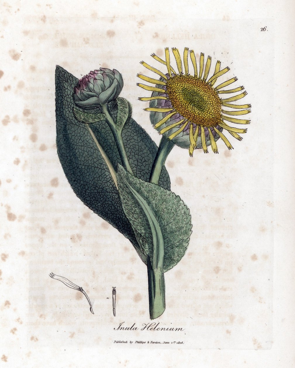 Grande Aunee - Elecampane, Inula helenium. Ručně kolorovaná mědirytina z botanické ilustrace Jamese Sowerbyho z Williama Woodvilla a Sira Williama Jacksona Hookera "" Medical Botany "," John Bohn, Londýn od James Sowerby