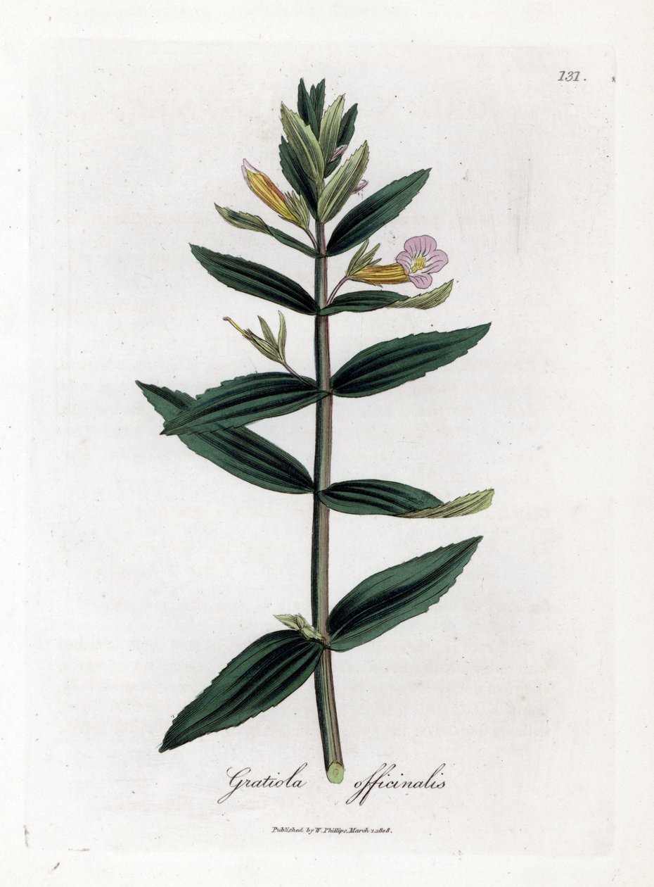 Gratiole officinale - yzop živý plot, Gratiola officinalis. Ručně kolorovaná mědirytina z botanické ilustrace Jamese Sowerbyho z Williama Woodvilla a Sira Williama Jacksona Hookera "" Medical Botany "," John Bohn, Londýn od James Sowerby