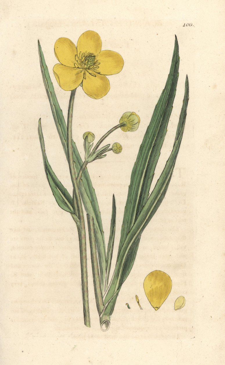 Kopinatka velká, Ranunculus lingua Ručně kolorovaná mědirytina podle ilustrace Jamese Sowerbyho z James Smith