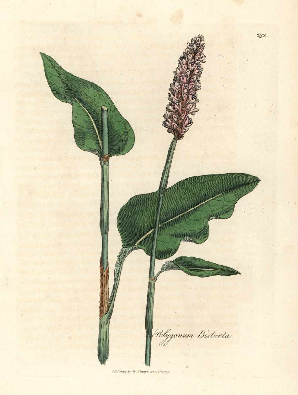 Bistort větší, Polygonum bistorta od James Sowerby