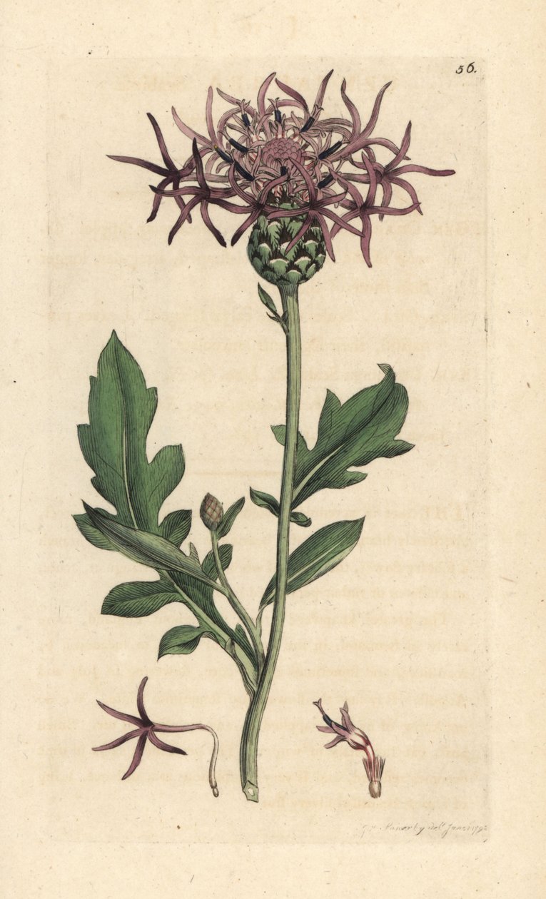 Chňapka větší, Centaurea scabiosa (Centauree scabieuse) Ručně kolorovaná mědirytina podle ilustrace Jamese Sowerbyho z James Smith