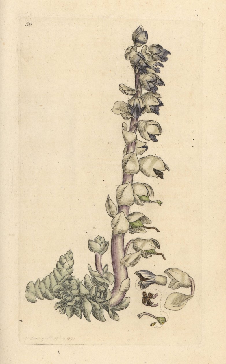 Zubatka větší, Lathraea squamaria (Grande cardamine) Ručně kolorovaná mědirytina podle ilustrace Jamese Sowerbyho z James Smith