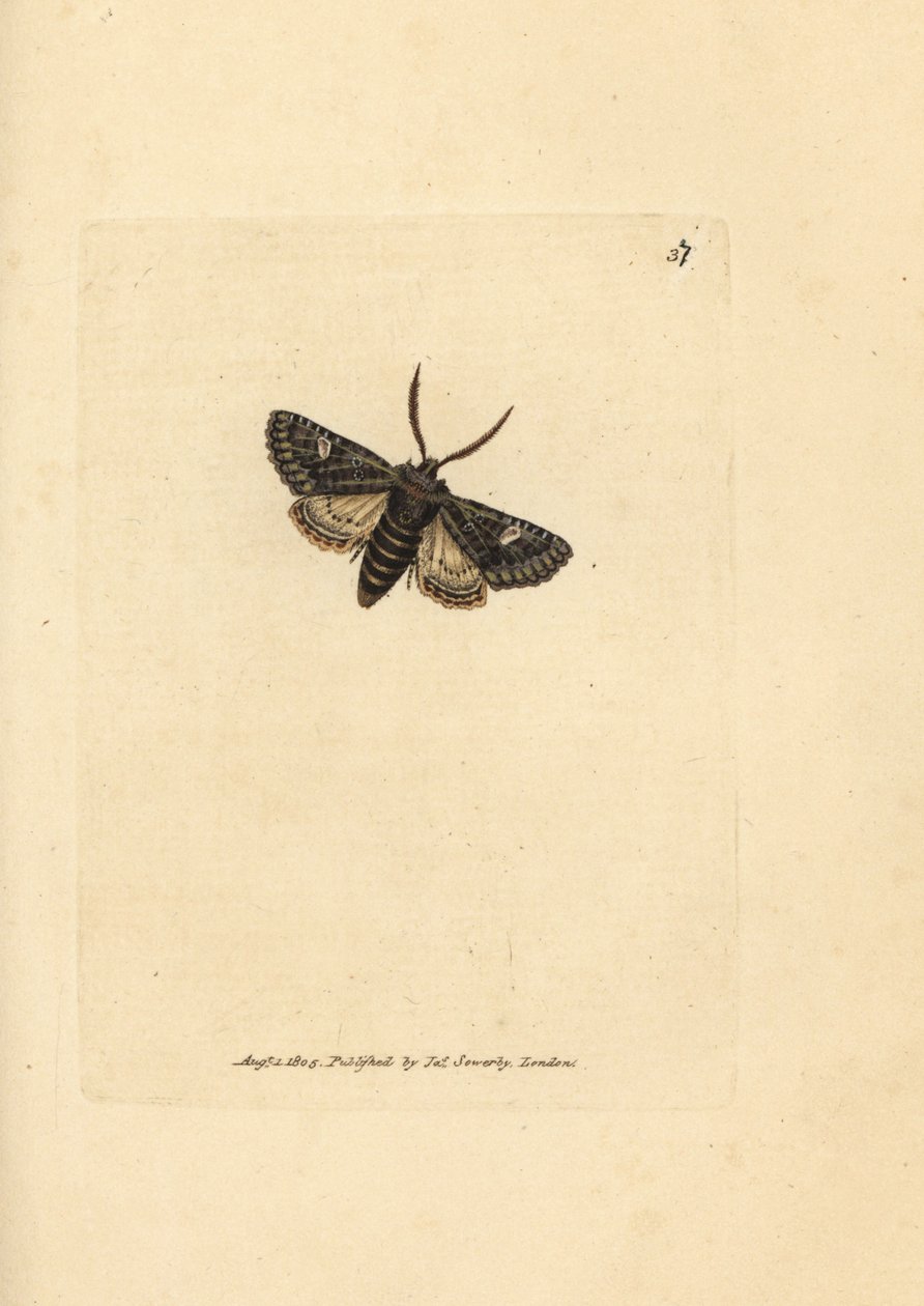 Můra zeleně žíhaná, Valeria oleagina (Phalaena Bombyx oleagina). Ručně kolorovaná mědirytina od Jamese Sowerbyho z The British Miscellany nebo Barevné figurky nových, vzácných nebo málo známých zvířecích předmětů. od James Sowerby
