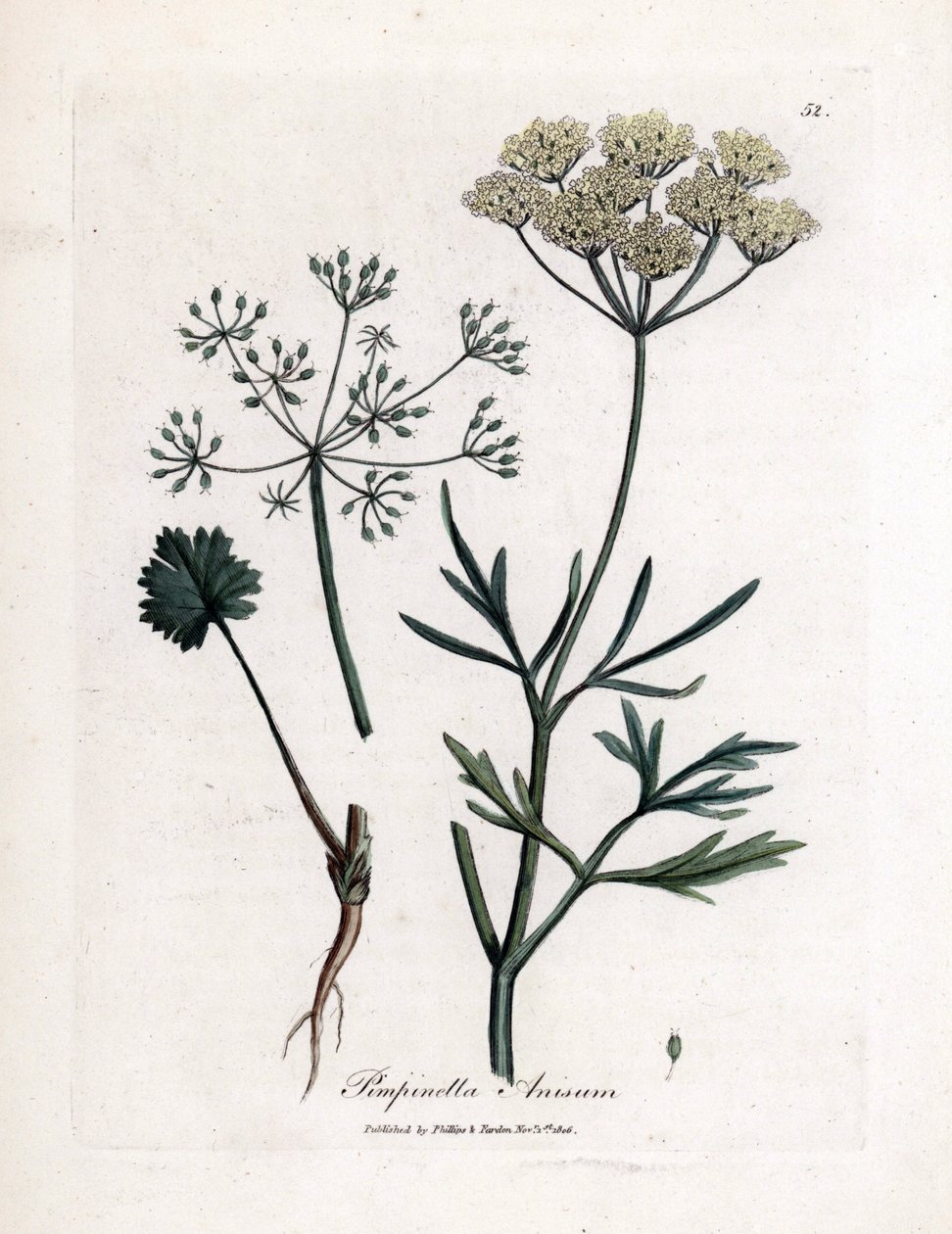 Zelený anýz (Pimpinella anisum). Ručně kolorovaná mědirytina z ilustrace Jamese Sowerbyho. Výňatek z knihy Williama Woodvilla a Sira Williama Jacksona Hookera „“ Botanique medicale““ 1832. Neúnavný Sowerby (1757-1822) nakreslil více než od James Sowerby