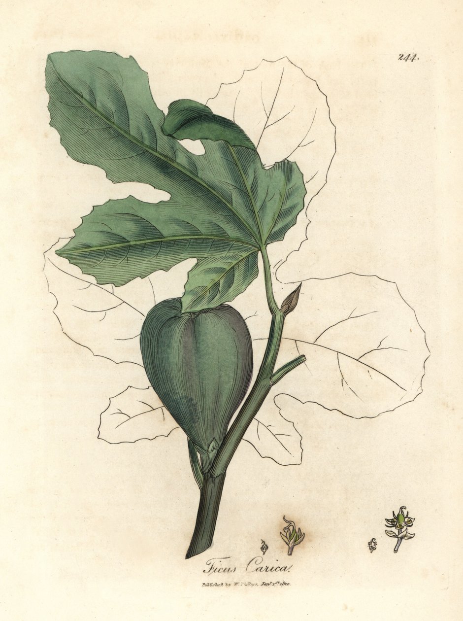 Zelený fík, ovoce, listy, obrys listu, Ficus carica od James Sowerby