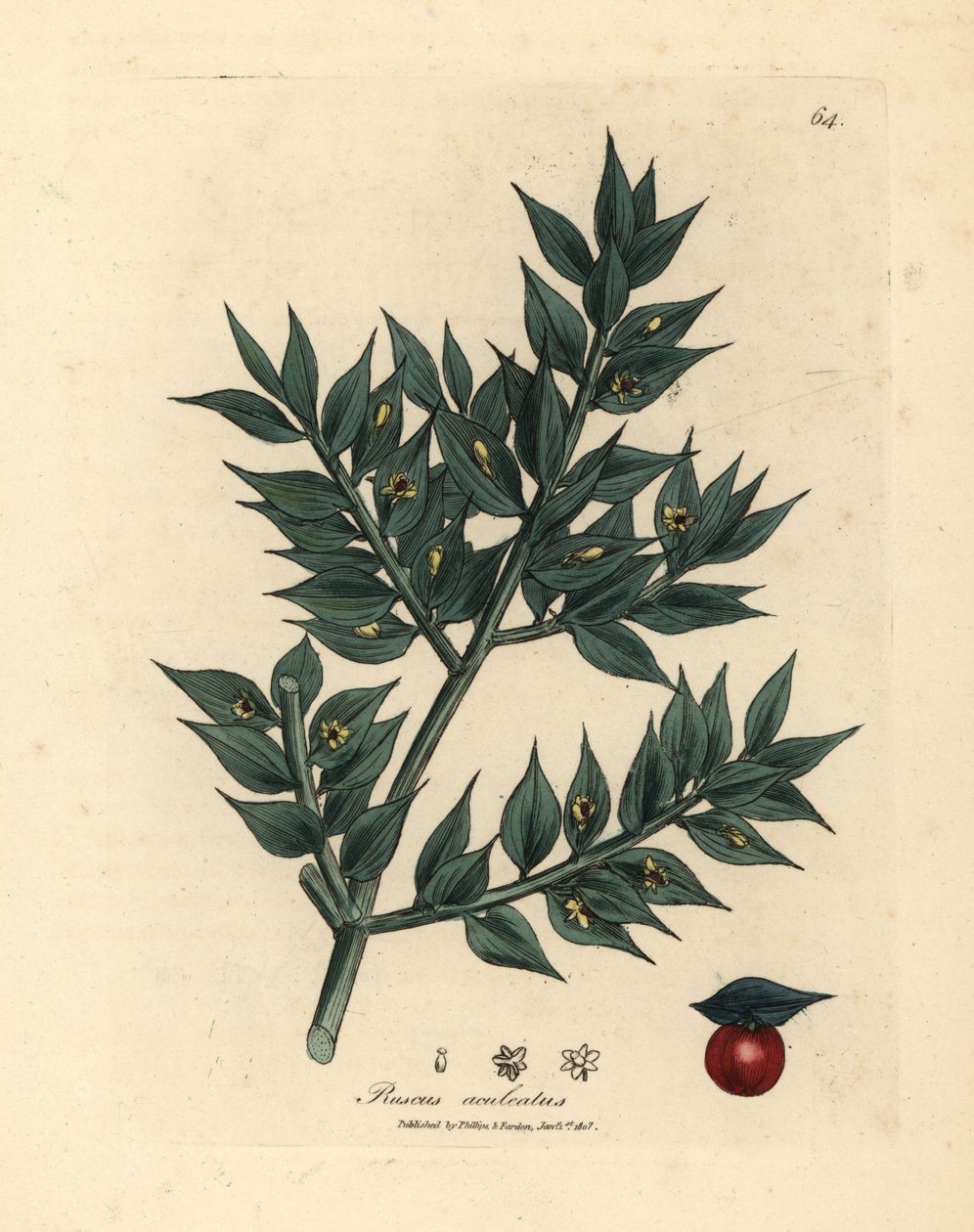 Zeleně květované řeznické koště, Ruscus aculeatus od James Sowerby