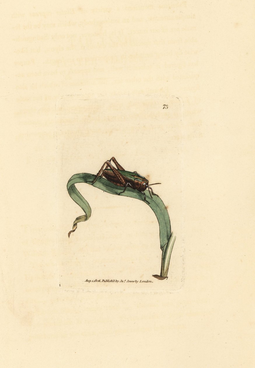 Green Grasshopper, Omocestus viridulus (Gryllus viridulus). Ruční gravírování měděné desky od Jamese Sowerbyho z britské miscellany nebo barevné postavy nových, vzácných nebo málo známých zvířecích předmětů. od James Sowerby