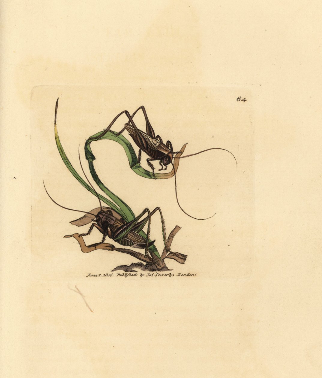 Cvrček šedý, Platycleis grisea (saranče šedé, saranče grisea). Ručně kolorovaná mědirytina od Jamese Sowerbyho z The British Miscellany nebo Barevné figurky nových, vzácných nebo málo známých zvířecích předmětů. od James Sowerby