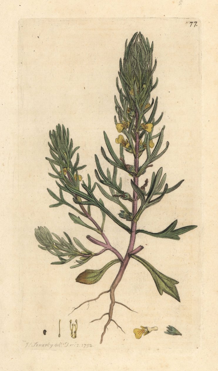 Borovice mletá, Ajuga chamaepitys (jedle) Ručně kolorovaná mědirytina podle ilustrace Jamese Sowerbyho z James Smith