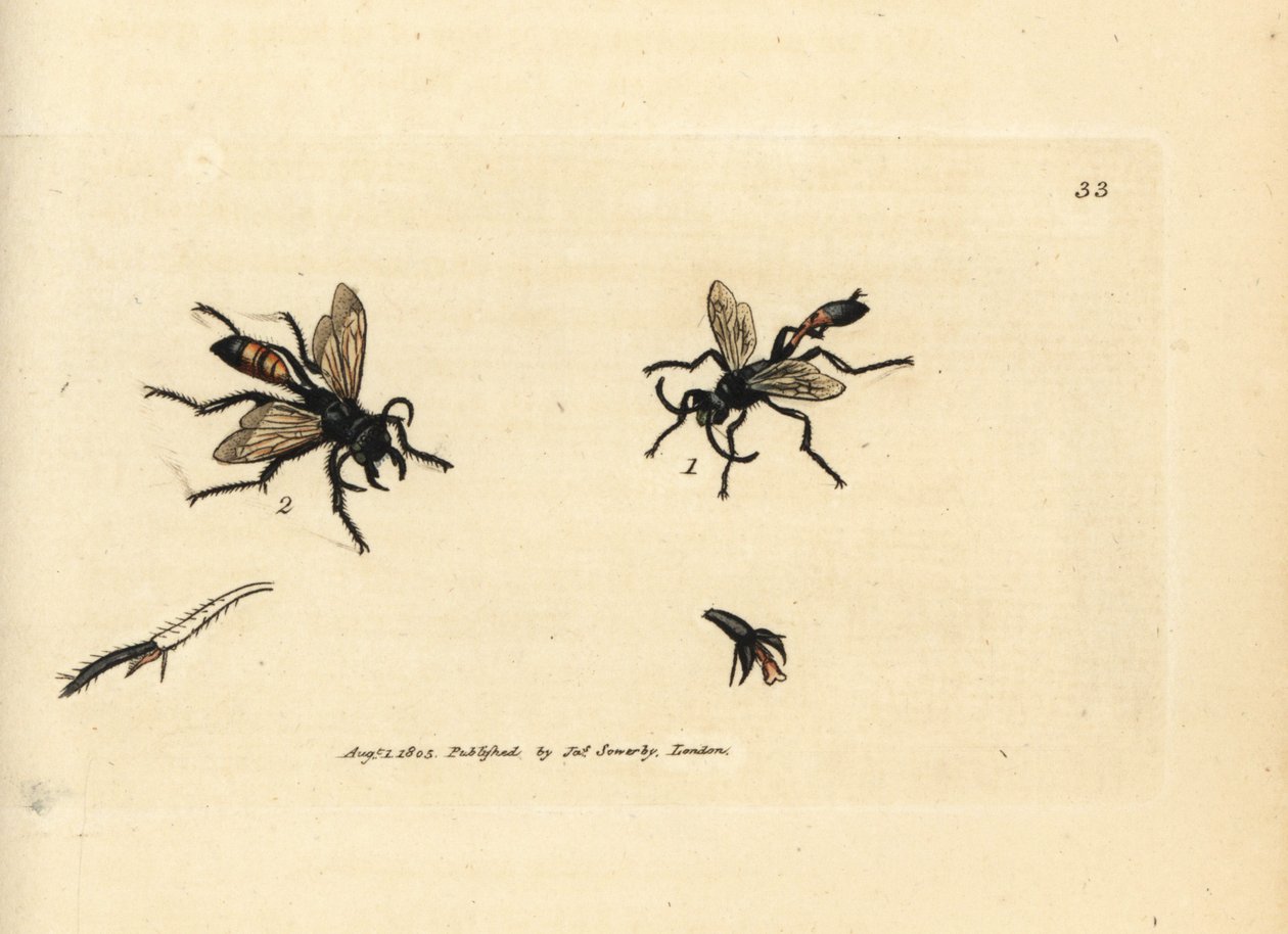 Písek chlupatý, Podalonia hirsuta (Ammophila hirsuta). Ručně kolorovaná mědirytina od Jamese Sowerbyho z The British Miscellany, aneb barevné postavy nových, vzácných nebo málo známých zvířecích předmětů. od James Sowerby