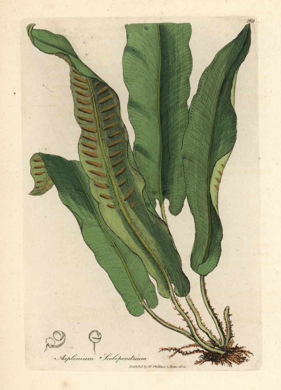 Kapradina jelení jazyk, Asplenium scolopendrium od James Sowerby