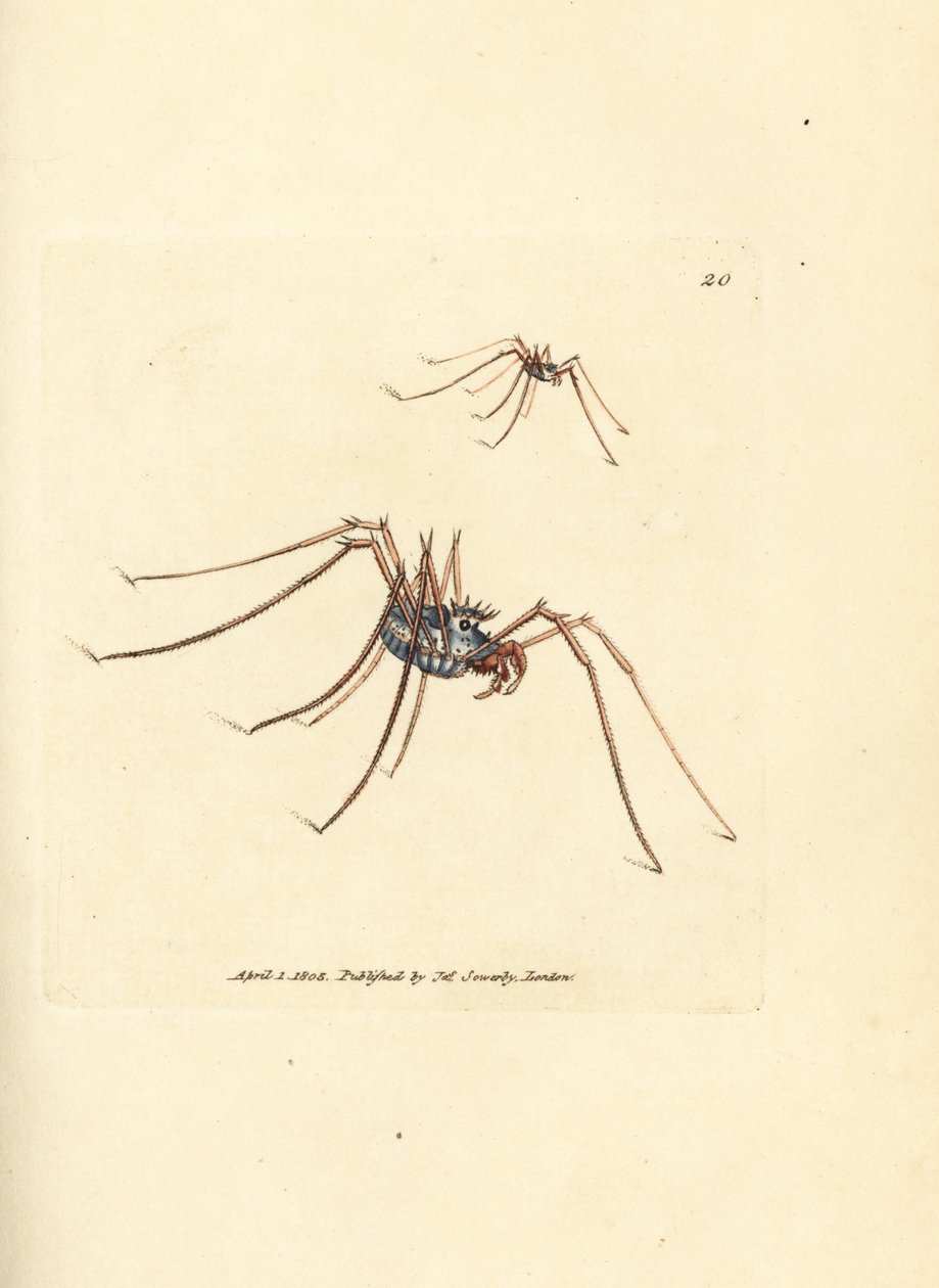 Pavouk Harvestman, diadém Megabunus. Ručně kolorovaná mědirytina od Jamese Sowerbyho z The British Miscellany nebo Barevné figurky nových, vzácných nebo málo známých zvířecích předmětů. od James Sowerby