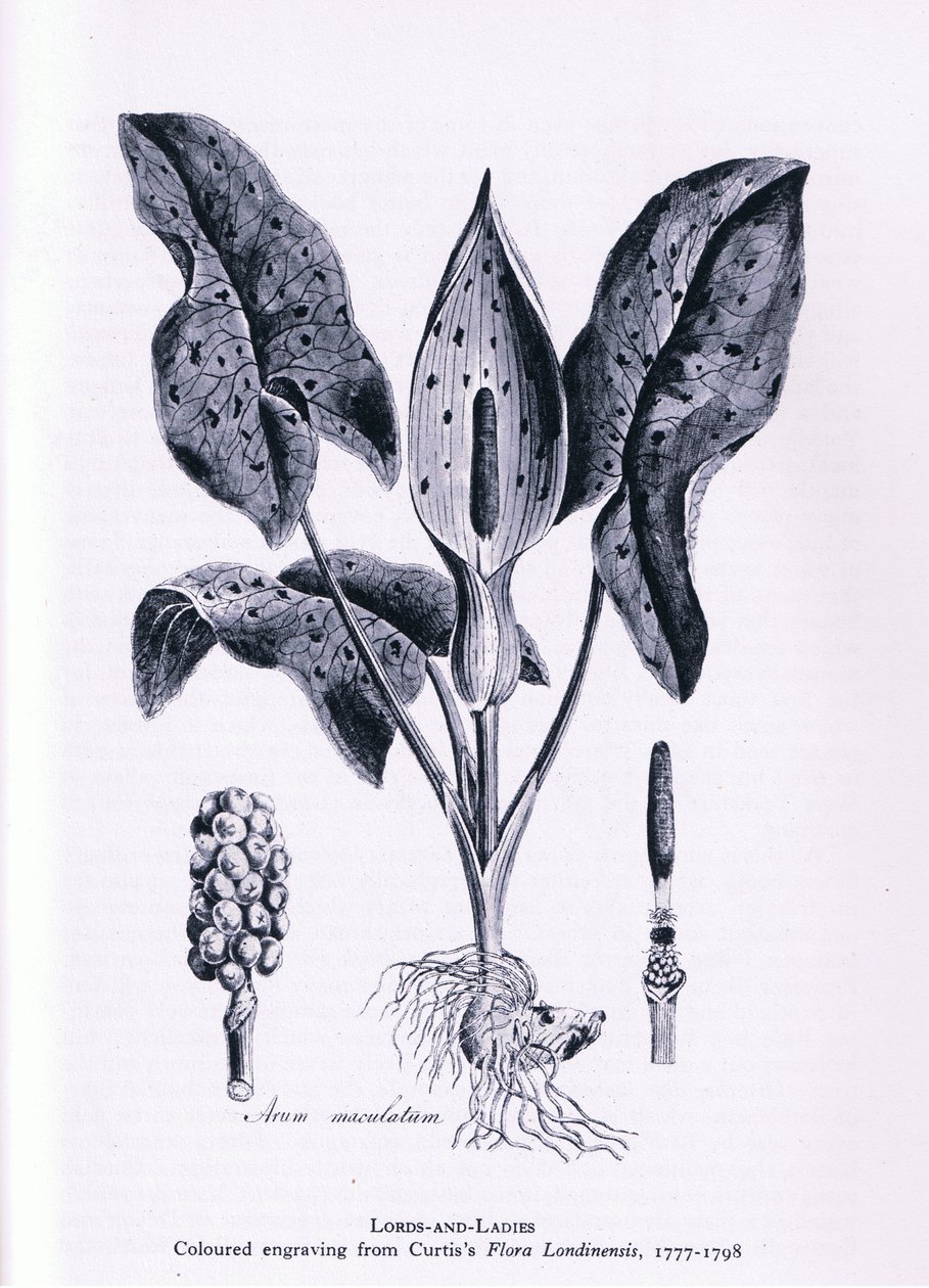 Herb Paris, Nature in Britain vydal Collins, 1946 od James Sowerby