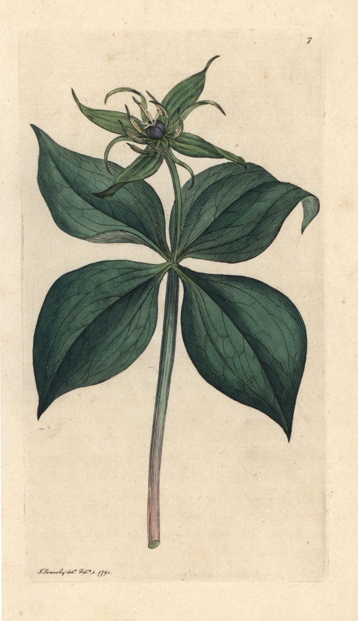 Herb Paris, Paris quadrifolia (Parisette à quatre feuilles) Ručně kolorovaná mědirytina podle ilustrace Jamese Sowerbyho z James Smith