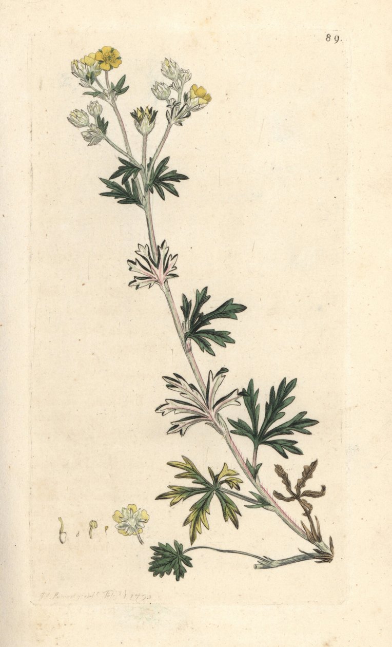 Mochna stříbřitá, Potentilla argentea (Mochyně) Ručně kolorovaná mědirytina podle ilustrace Jamese Sowerbyho z James Smith