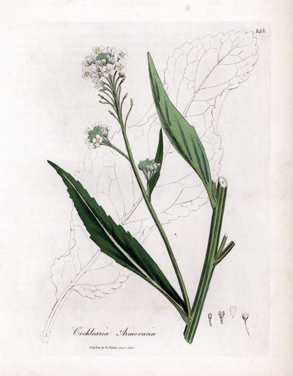 Křen nebo cranson - Křen, Armoracia rusticana. Ručně kolorovaná mědirytina z botanické ilustrace Jamese Sowerbyho z Williama Woodvilla a Sira Williama Jacksona Hookera "" Medical Botany "," John Bohn, Londýn od James Sowerby