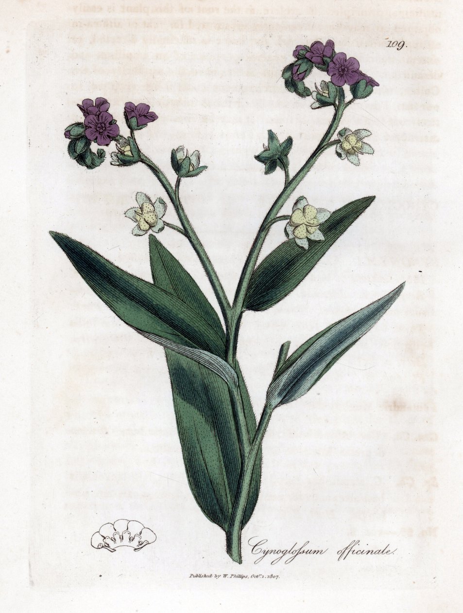 Psí jazyk, Cynoglossum officinale. Ručně kolorovaná mědirytina z botanické ilustrace Jamese Sowerbyho z Williama Woodvilla a Sira Williama Jacksona Hookera "" Medical Botany "," John Bohn, Londýn od James Sowerby