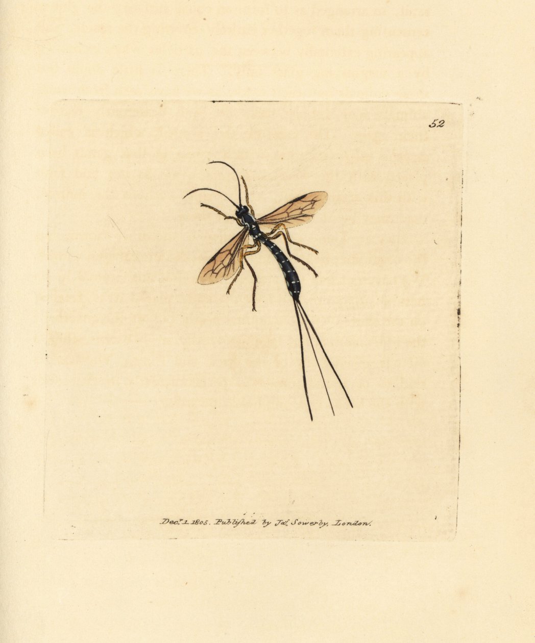 Moucha ichneumon, Rhyssa persuasoria (Ichneumon persuasorius). Ručně kolorovaná mědirytina od Jamese Sowerbyho z The British Miscellany nebo Barevné figurky nových, vzácných nebo málo známých zvířecích předmětů. od James Sowerby