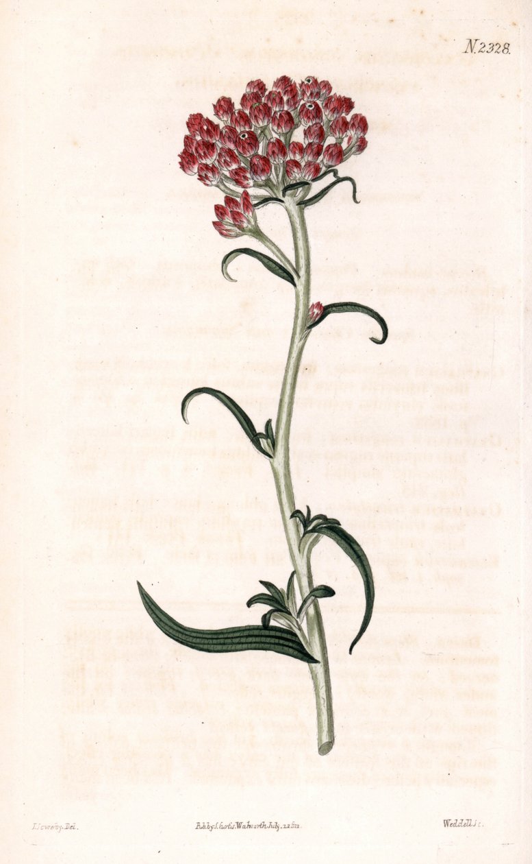 Immortelle Star - Helichrysum Stellatum (kompaktní kvetoucí gnafalium, gnaphalium conggesum). Ručně měděná gravírování měděné desky Weddell po ilustraci Jamese Sowerbyho z „Botanical Magazine“ Samuela Curtise “, Londýn od James Sowerby