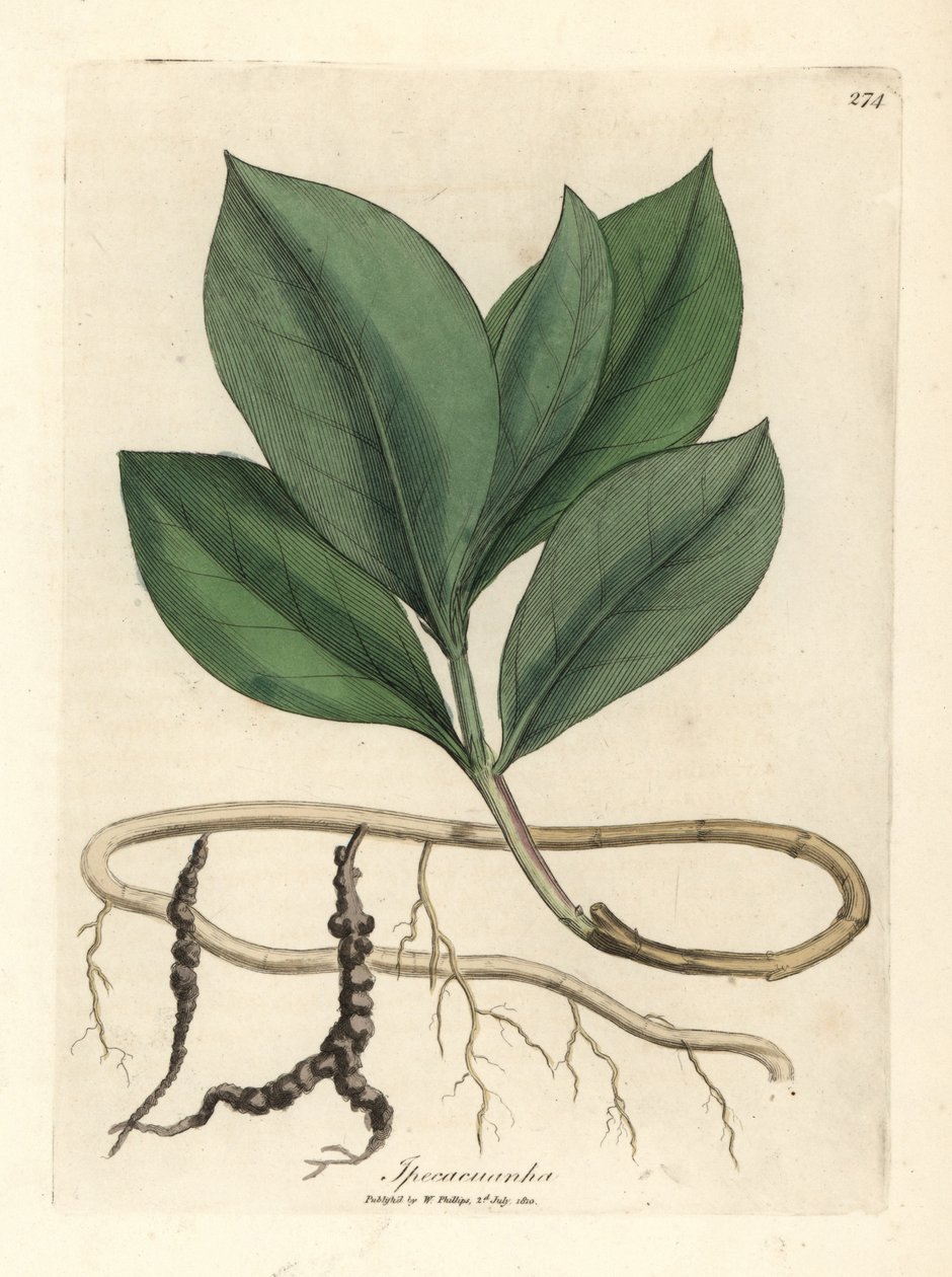 Ipecacuan, Ipecacuanha od James Sowerby