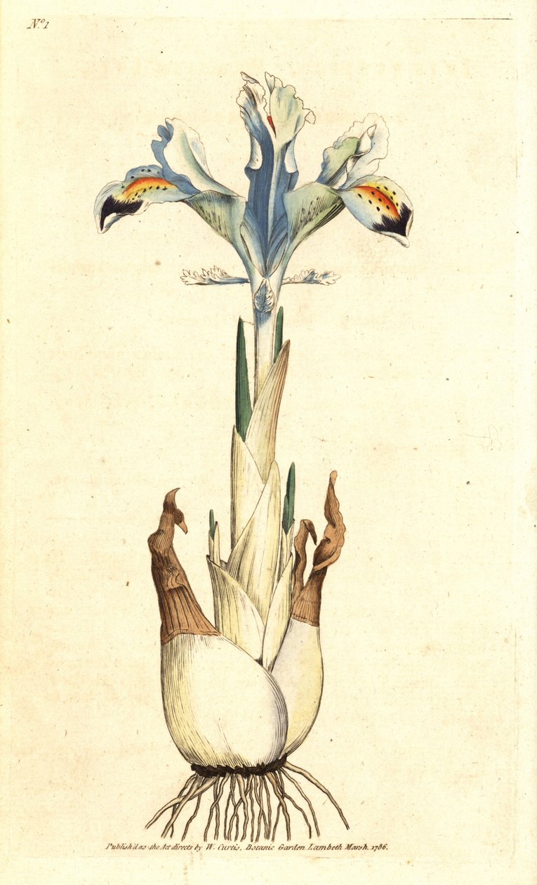 Iris (perská růže) - kosatec perský, Iris persica. Ručně kolorovaná mědirytina podle botanické ilustrace Jamese Sowerbyho z The Botanical Magazine Williama Curtise, Lambeth Marsh, Londýn od James Sowerby