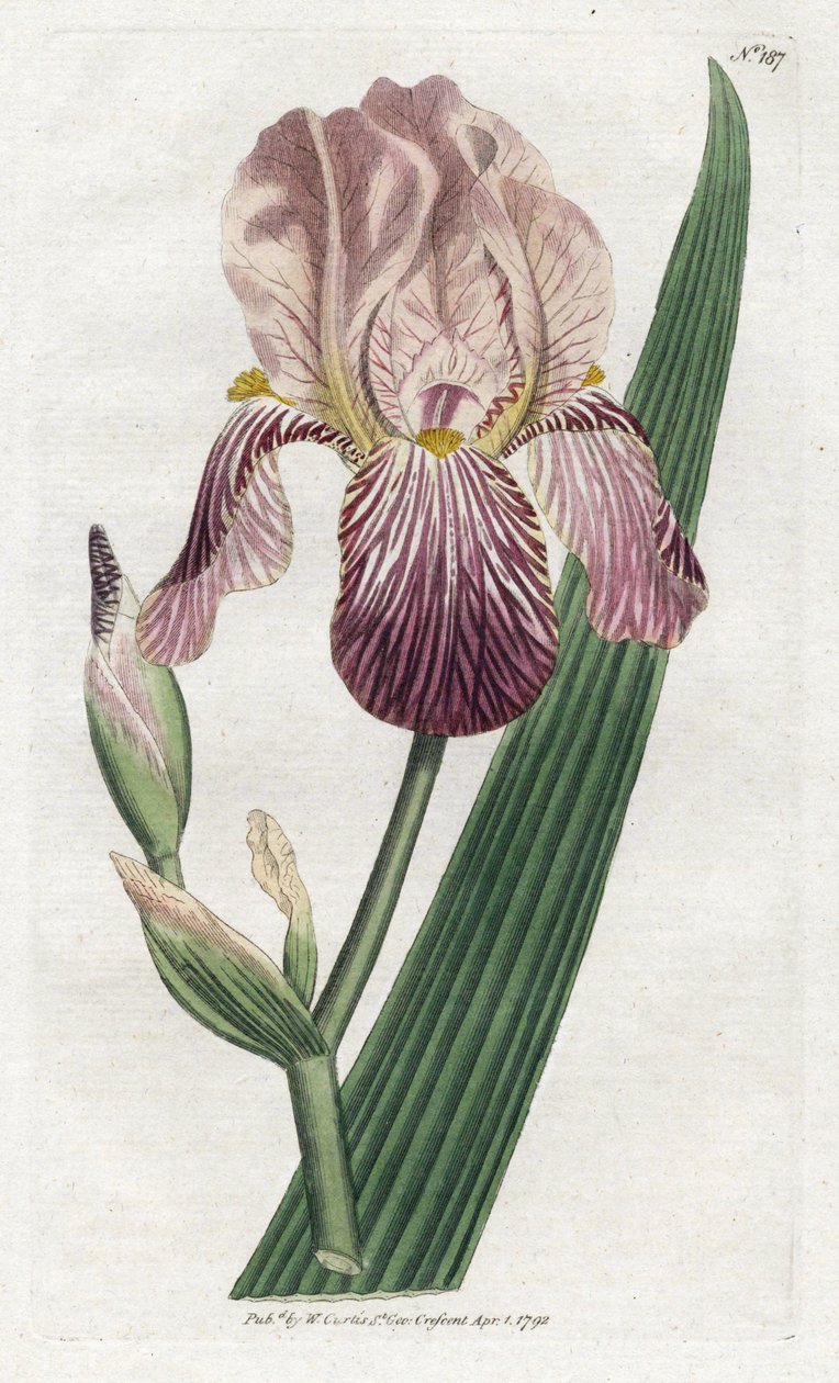 Iris vůně černého bezu - Litografie od Jamese Sowerbyho (1757-1822), deska z botanického časopisu Williama Curtise (1746-1799) od James Sowerby
