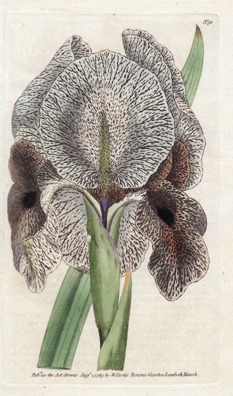 Iris de Charlcedoine nebo Susa - Litografie od Jamese Sowerbyho (1757-1822), z botanického časopisu Williama Curtise (1746-1799) od James Sowerby