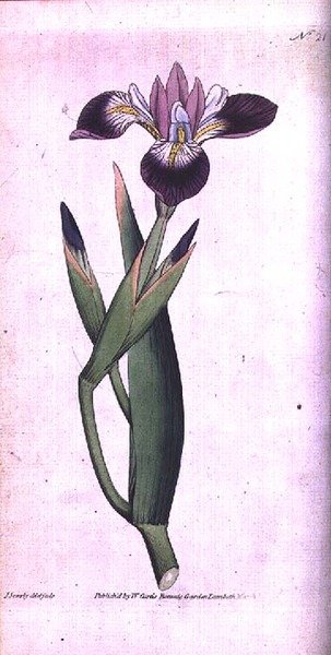 Iris vericolor, deska 21 od Williama Curtise 