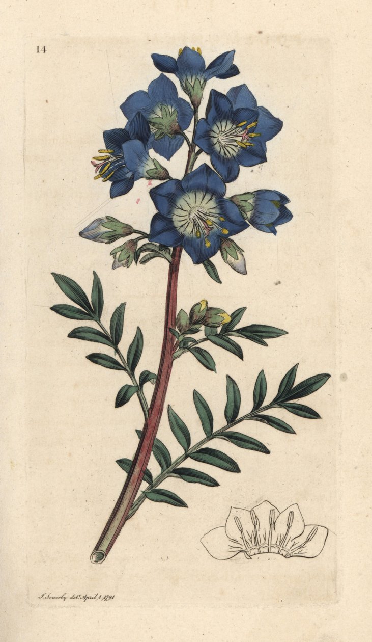 Jakubův žebřík nebo kozlík řecký, Polemonium caeruleum Ručně kolorovaná mědirytina podle ilustrace Jamese Sowerbyho z James Smith