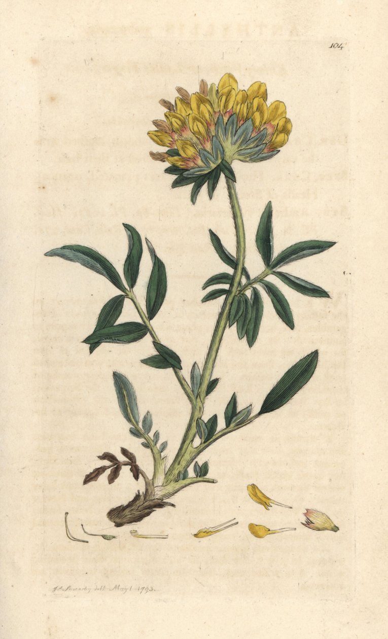 Vika ledvinová nebo dámský prst, Anthyllis vulneraria (Anthyllide vulneraire) Ručně kolorovaná mědirytina podle ilustrace Jamese Sowerbyho z James Smith