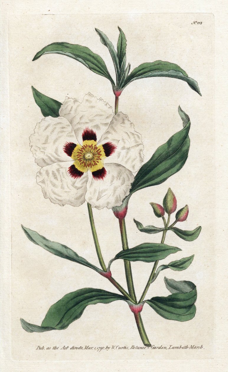 Ladanifere nebo Ledon Cistus - Litografie od Jamese Sowerbyho (1757-1822), z Botanical Magazine od Williama Curtise (1746-1799) od James Sowerby