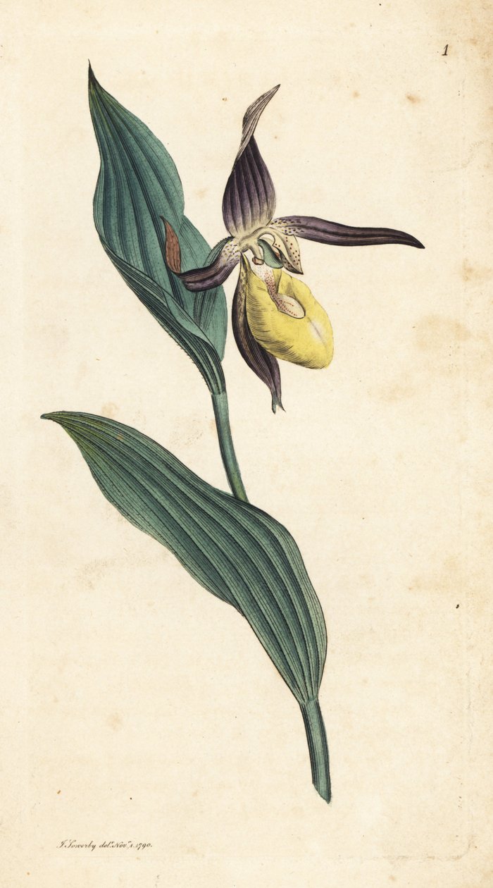 Pantoflíček pantoflíček, Cypripedium calceolus. Ručně kolorovaná mědirytina podle ilustrace Jamese Sowerbyho z James Smith