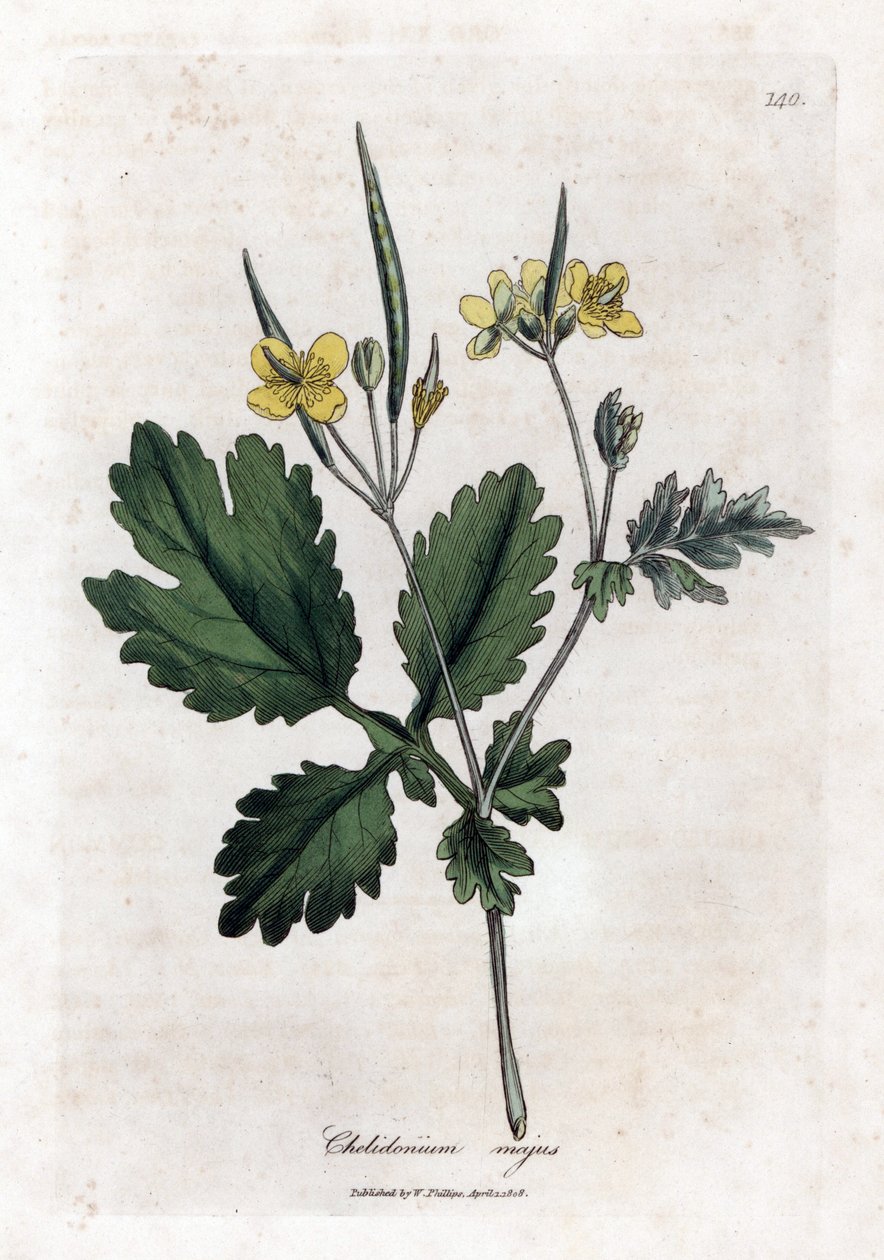 Velký chelidoin nebo velký světlý - Vlaštovičník větší, Chelidonium majus. Ručně kolorovaná mědirytina z botanické ilustrace Jamese Sowerbyho z Williama Woodvilla a Sira Williama Jacksona Hookera "" Medical Botany "," John Bohn, Londýn od James Sowerby