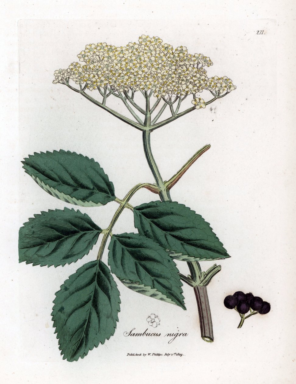 Velký bez nebo černý bez - Bez černý, Sambucus nigra. Ručně kolorovaná mědirytina z botanické ilustrace Jamese Sowerbyho z Williama Woodvilla a Sira Williama Jacksona Hookera "" Medical Botany "," John Bohn, Londýn od James Sowerby