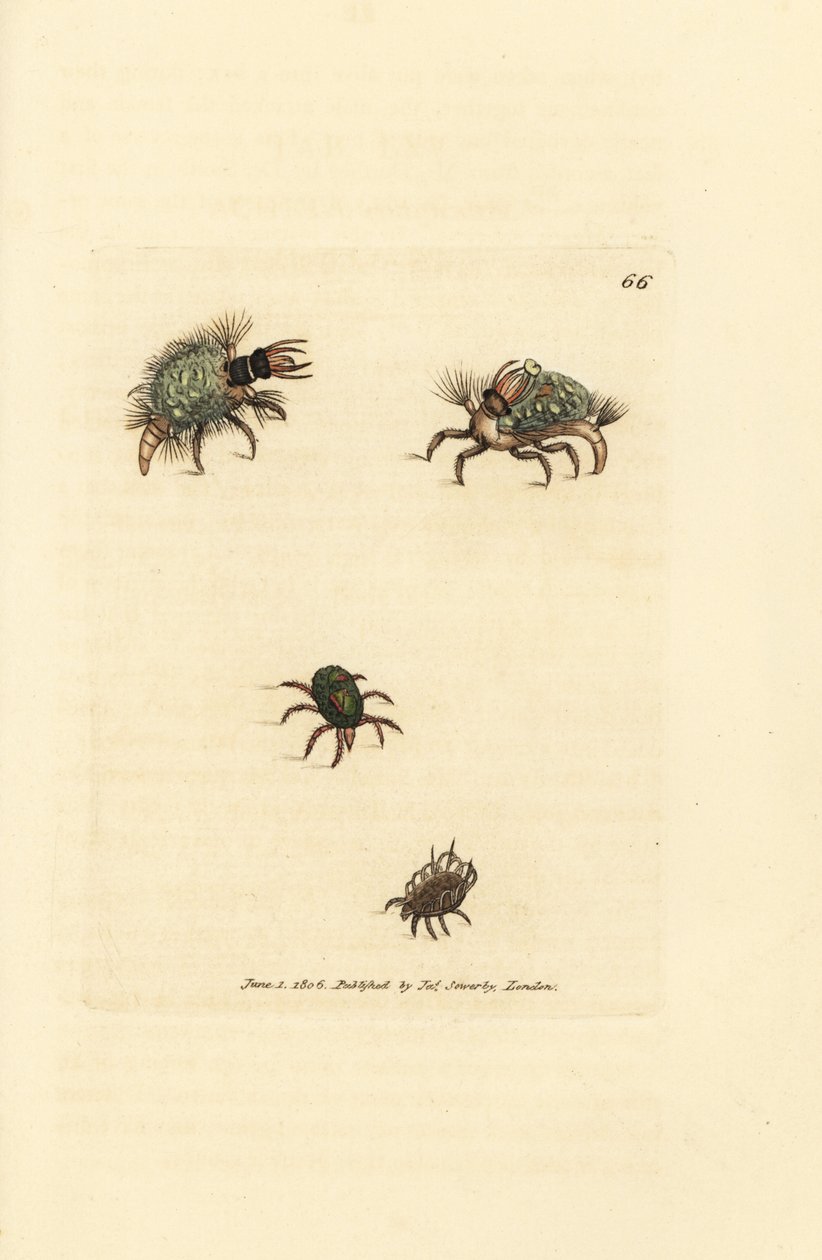 Larva Hemerobius (krajnice) oděná v lišejníku, s roztočem, Acarus amictus a malý košíkový roztoč, Acarus corbicula. Ručně kolorovaná mědirytina od Jamese Sowerbyho z The British Miscellany nebo barevné figurky nových, vzácných nebo málo známých ani od James Sowerby