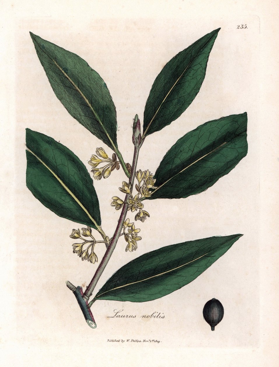 Laurierova omáčka. Ručně kolorovaná mědirytina z kresby Jamese Sowerbyho (1757-1822), v Botanique Medicinale od James Sowerby