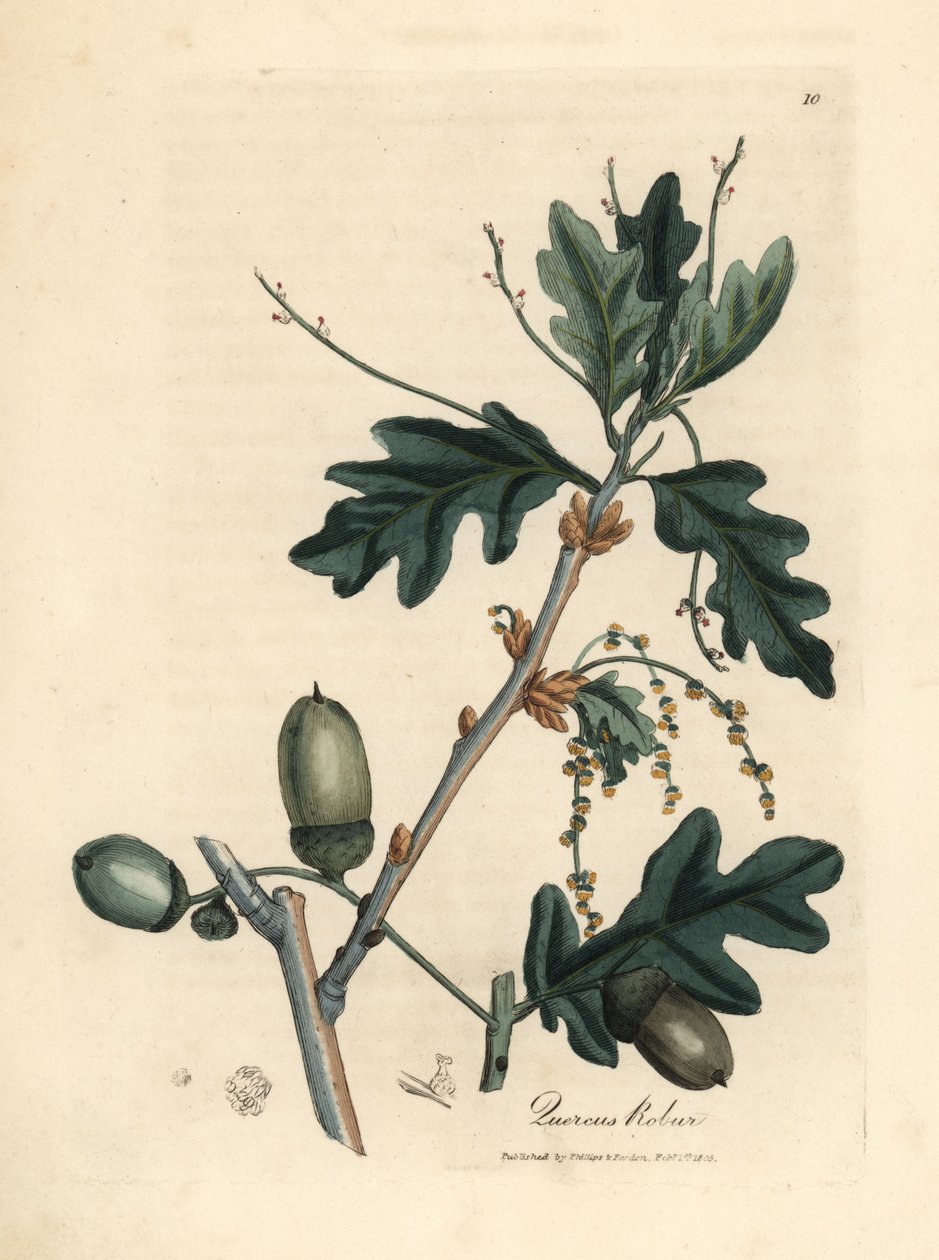 Listy a žaludy dubu obecného, Quercus robur od James Sowerby