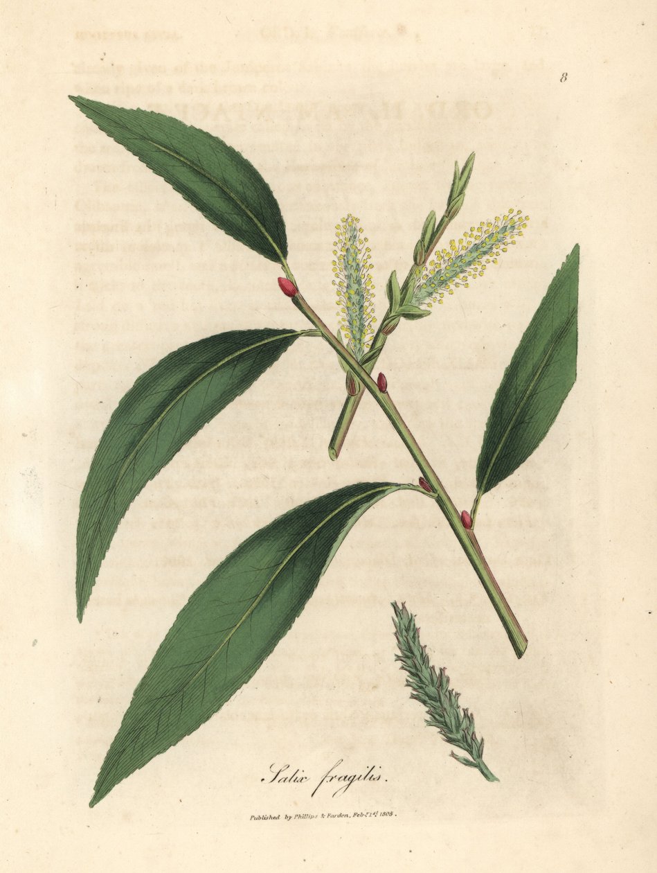 Listy a jehnědy vrby bezva, Salix fragilis od James Sowerby