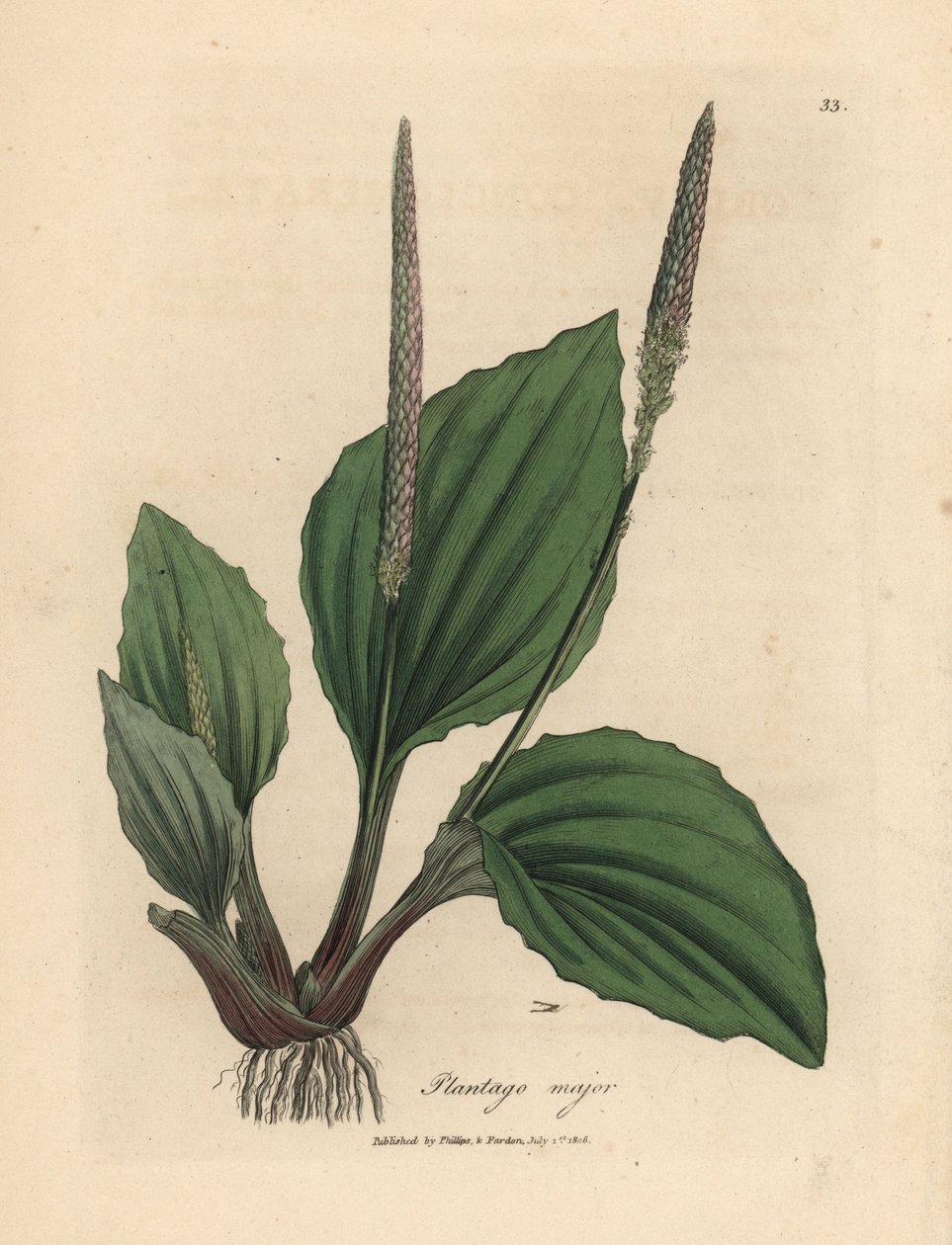 Listy a květy jitrocele, Plantago major od James Sowerby