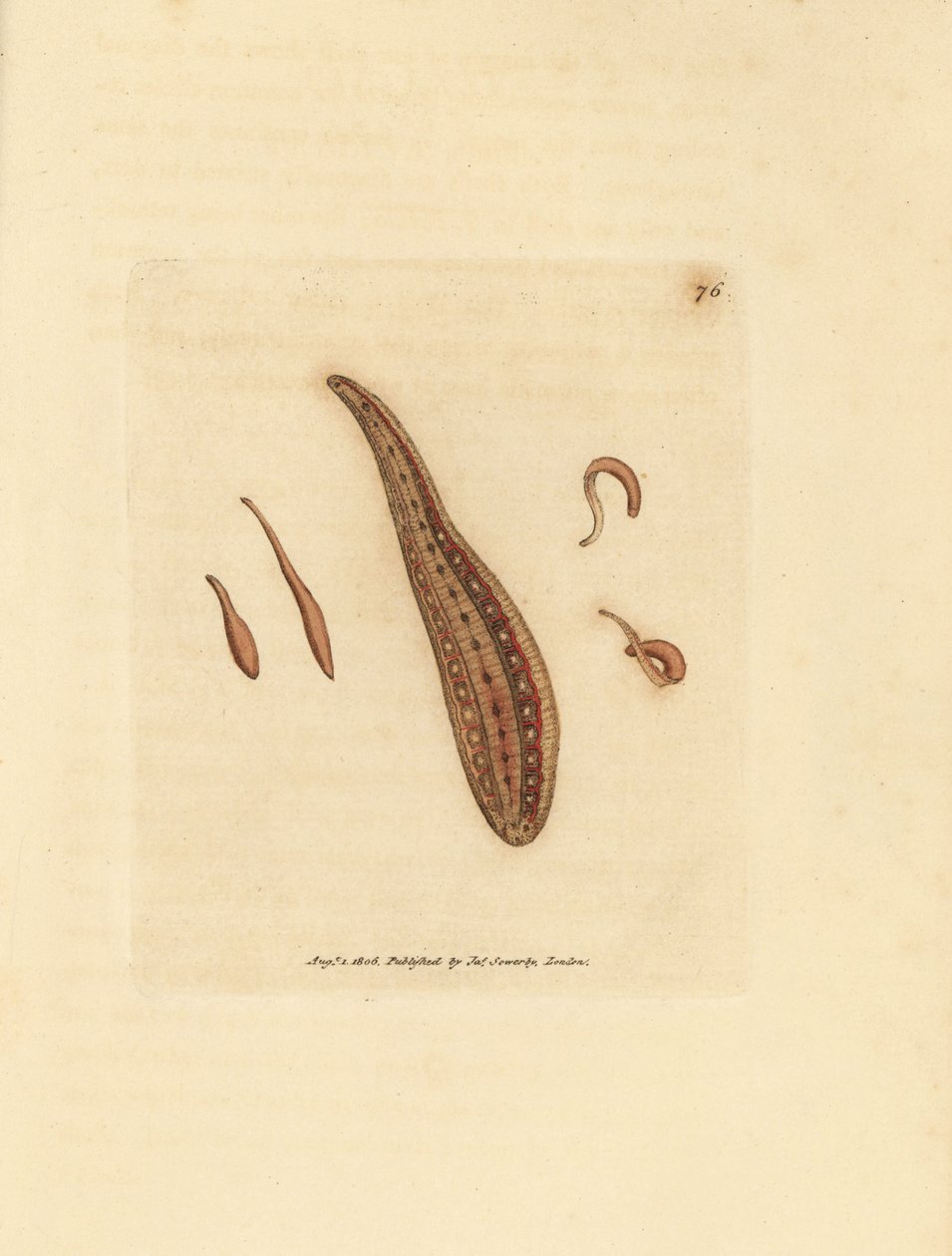 Pijavice, Hirudo circulans. Ručně kolorovaná mědirytina od Jamese Sowerbyho z The British Miscellany nebo Barevné figurky nových, vzácných nebo málo známých zvířecích předmětů. od James Sowerby