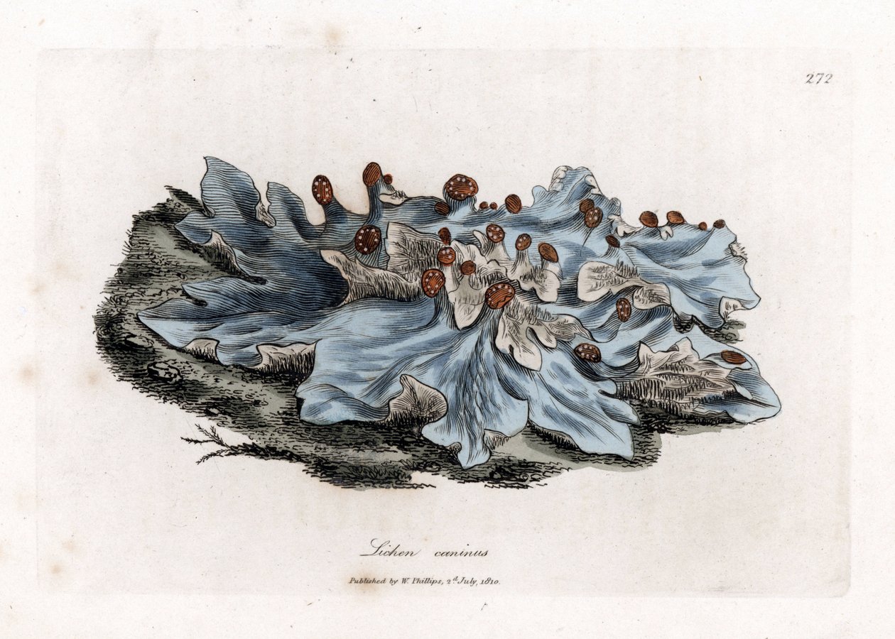 Lišejník varieta - Jasanově zbarvený mletý jaterník, Lichen caninus. Ručně kolorovaná mědirytina z botanické ilustrace Jamese Sowerbyho z Williama Woodvilla a Sira Williama Jacksona Hookera "" Medical Botany "," John Bohn, Londýn od James Sowerby