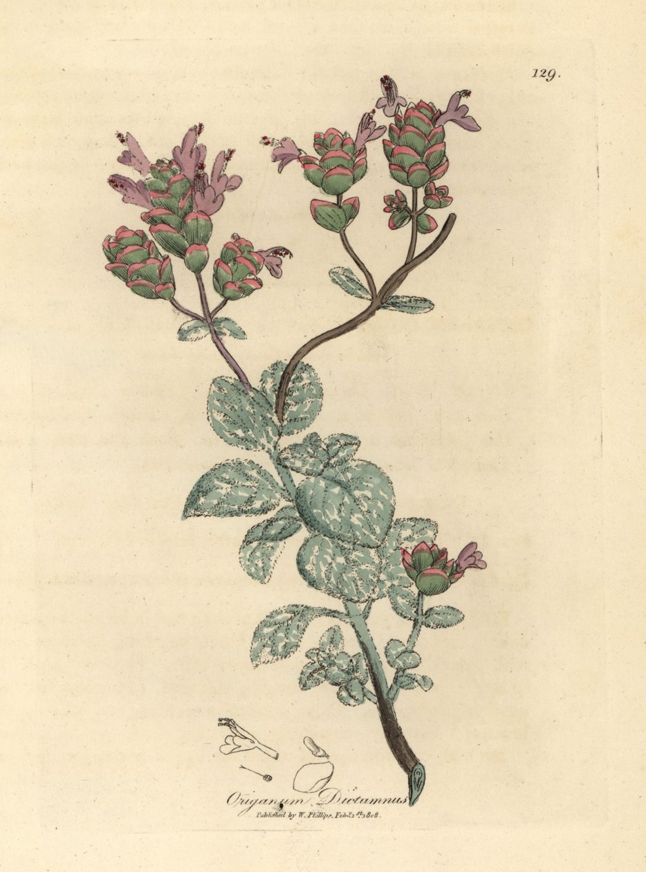 Lila květovaný dittany z Kréty, Origanum dictamnus od James Sowerby