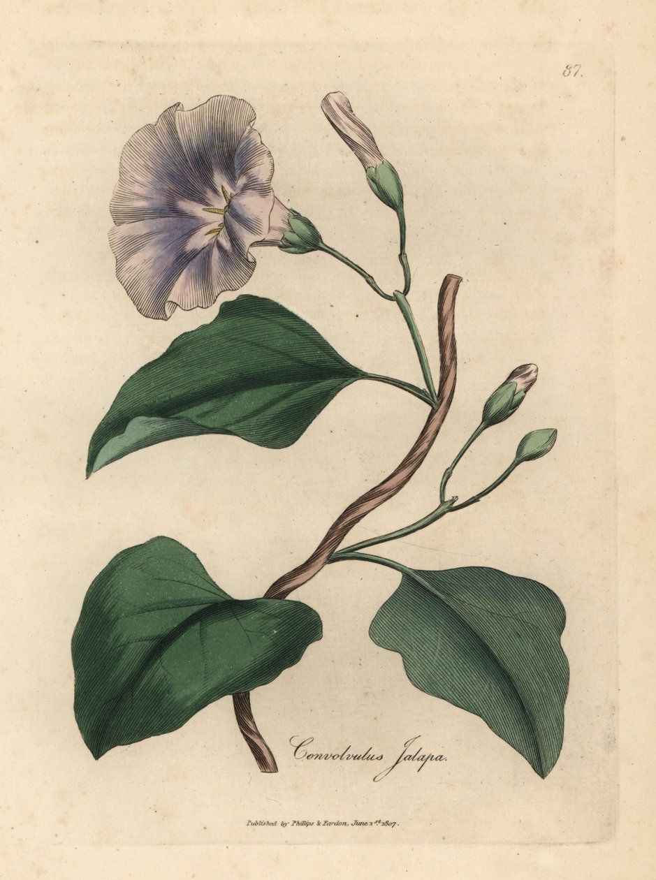 Svlačec jalapový, Convolvulus jalapa od James Sowerby