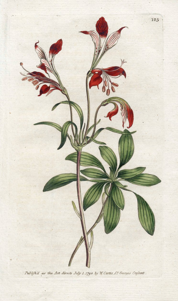 Lily of the Incas nebo Perou Lys - Litografie James Sowerby (1757-1822), deska z Botanical Magazine od Williama Curtise (1746-1799) od James Sowerby